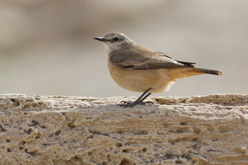 Oostelijke Roodstaarttapuit: Red-tailed Wheatear; Oenanthe chrysopygia