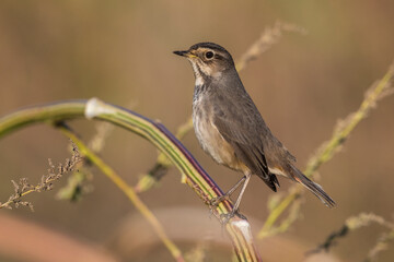 Blauwborst; Bluethroat; Luscinia svecica cyanecula