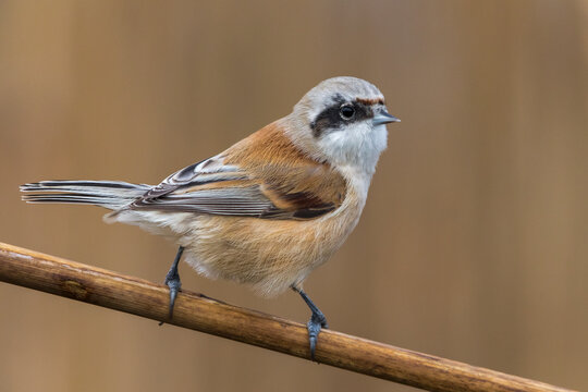 Remiz bilder Bläddra bland 1,390 stockfoton, vektorer och videor