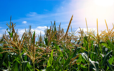 Fototapeta premium Blooming corn on the background of a corn field. Cornfield. Corn leaves against the sky. Peaceful nature. Beautiful sunshine. Concept.