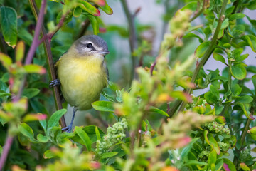 Philadelphiavireo; Philadelphia Vireo; Vireo philadelphicus