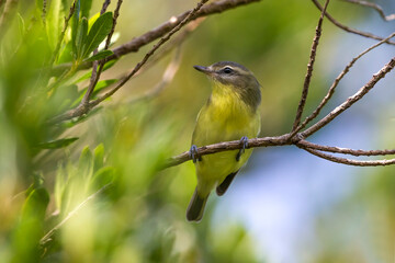 Philadelphiavireo; Philadelphia Vireo; Vireo philadelphicus
