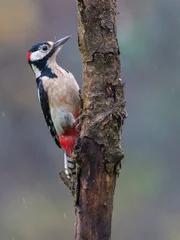 Foto op Aluminium Grote Bonte Specht  Great Spotted Woodpecker  Dendropocos major © AGAMI