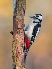 Grote Bonte Specht; Great Spotted Woodpecker; Dendropocos major