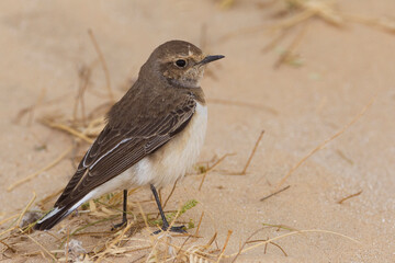 Bonte Tapuit, Pied Wheatear; Oenanthe pleshanka