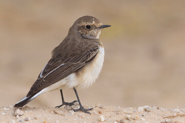 Bonte Tapuit, Pied Wheatear; Oenanthe pleshanka
