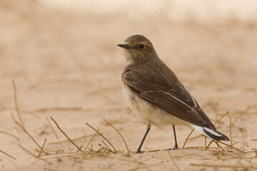 Bonte Tapuit, Pied Wheatear; Oenanthe pleshanka