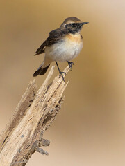 Bonte Tapuit, Pied Wheatear; Oenanthe pleshanka