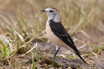 'vittata' Bonte Tapuit, 'vittata' Pied Wheatear; Oenanthe pleshanka 'vittata'