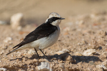 'vittata' Bonte Tapuit, 'vittata' Pied Wheatear; Oenanthe pleshanka 'vittata'
