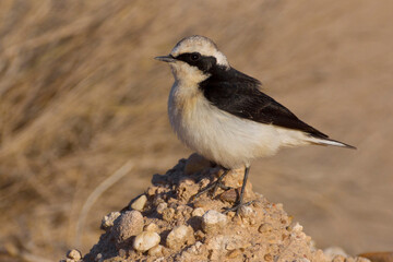 'vittata' Bonte Tapuit, 'vittata' Pied Wheatear; Oenanthe pleshanka 'vittata'