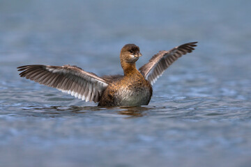 Dikbekfuut; Pied-billed Grebe; Podilymbus podiceps
