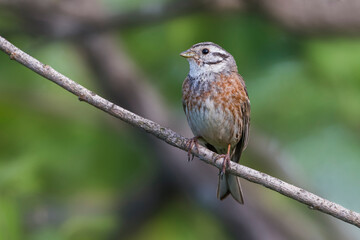 Witkopgors x Geelgors; Pine Bunting x Yellowhammer; Emberiza leucocephala x Emberiza citrinella