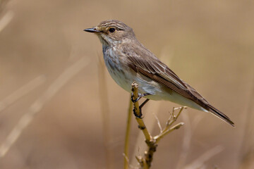 Grauwe Vliegenvanger; Spotted Flycatcher; Muscicapa striata