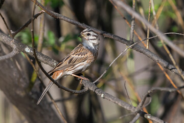 Witkopgors x Geelgors; Pine Bunting x Yellowhammer; Emberiza leucocephala x Emberiza citrinella
