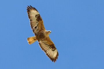 Long-legged Buzzard, Arendbuizerd, Buteo rufinus
