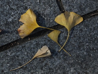 街路に落ちたイチョウの葉