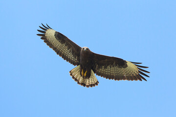 Long-legged Buzzard, Arendbuizerd, Buteo rufinus