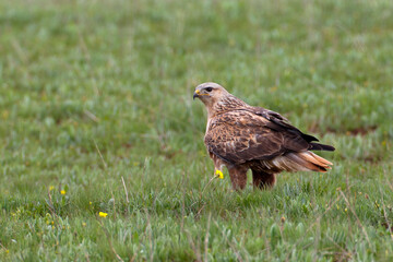 Long-legged Buzzard, Arendbuizerd, Buteo rufinus