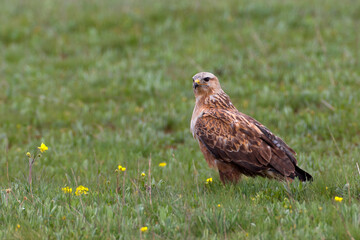 Long-legged Buzzard, Arendbuizerd, Buteo rufinus