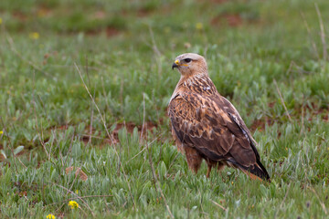 Long-legged Buzzard, Arendbuizerd, Buteo rufinus