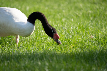 headshot close up of a black neck swan searching for food on a green grass meadow