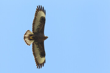 Long-legged Buzzard, Arendbuizerd, Buteo rufinus