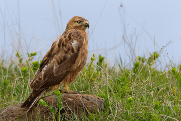 Long-legged Buzzard, Arendbuizerd, Buteo rufinus