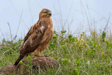 Long-legged Buzzard, Arendbuizerd, Buteo rufinus