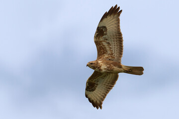 Steppebuizerd; Steppe Buzzard; Buteo buteo ssp vulpinus