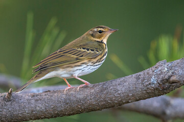 Fototapeta premium Siberische Boompieper, Olive-backed Pipit; Anthus hodgsoni