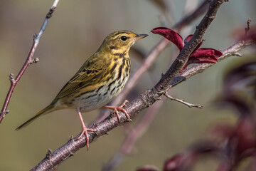 Siberische Boompieper, Olive-backed Pipit; Anthus hodgsoni