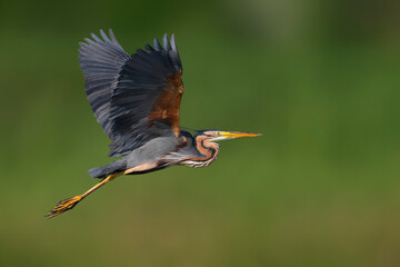 Purperreiger, Purple Heron, Ardea purpurea