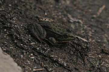 Frog on the background of a pond, branches, concrete, sand