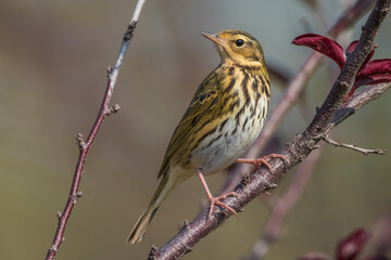 Siberische Boompieper, Olive-backed Pipit; Anthus hodgsoni