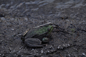 Naklejka premium Frog near a pond on a concrete background