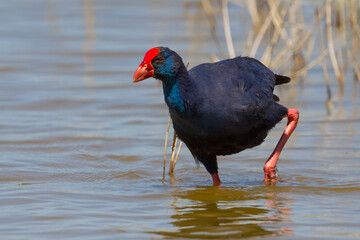 Purperkoet; West Mediterranean Purple Swamphen; Porphyrio porphyrio