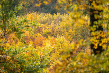view of a forest in autumn sunshine with deciduous trees and leaves in beautiful yellow and red colors