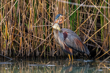 Purperreiger, Purple Heron, Ardea purpurea
