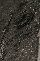 Frog disguises itself on the background of asphalt