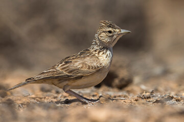 Razoleeuwerik, Raso Lark, Alauda razae
