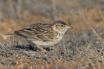 Razoleeuwerik, Raso Lark, Alauda razae