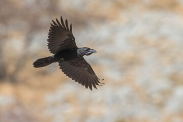 Raaf; Raven; Corvus corax