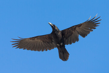 Raaf; Raven; Corvus corax