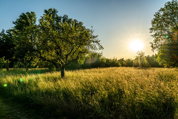 Fototapeta na wymiar sunset in a orchard meadow with trees and a crop field in the foreground