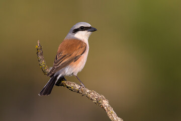 Roodkopklauwier; red-backed Shrike; Lanius collurio