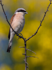 Grauwe Klauwier; Red-backed Shrike; Lanius collurio