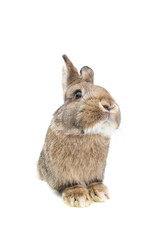 rabbit sitting isolated on white background