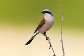 Obraz premium Roodkopklauwier; red-backed Shrike; Lanius collurio