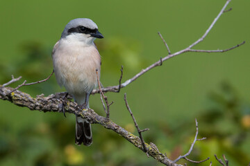 Grauwe Klauwier; Red-backed Shrike; Lanius collurio